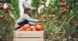 Exportacion Agroalimentaria